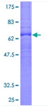 SDS-PAGE - Recombinant Human S1P1/EDG1 protein (AB132072)