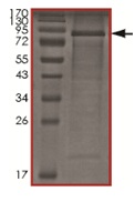 SDS-PAGE - Recombinant Human S6K1 protein (AB167933)