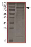 SDS-PAGE - Recombinant Human S6K1 protein (AB167933)
