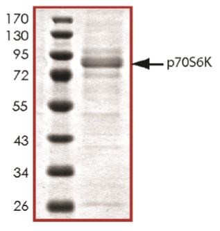 SDS-PAGE - Recombinant human S6K1 protein (Tagged-His Tag) (AB268834), expandable thumbnail