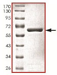 Recombinant Human SAE1 protein