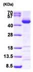SDS-PAGE - Recombinant Human SAE1 protein (AB96772)
