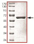 SDS-PAGE - Recombinant Human SAE1 protein (GST tag N-Terminus) (AB140413)