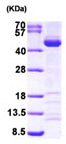 SDS-PAGE - Recombinant Human SAE1 protein (AB96772)