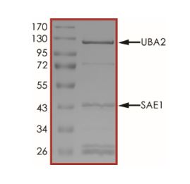SDS-PAGE - Recombinant human SAE1 + UBA2 protein (Active) (AB268952), expandable thumbnail