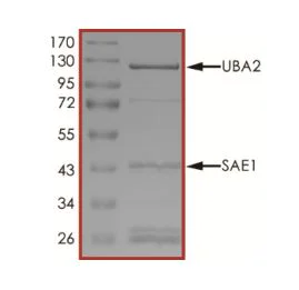 SDS-PAGE - Recombinant human SAE1 + UBA2 protein (Active) (AB268952)