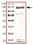 SDS-PAGE - Recombinant Human SAE2 / UBA2 protein (AB140416)