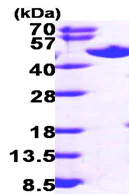 SDS-PAGE - Recombinant Human SAHH protein (His tag N-Terminus) (AB99326)