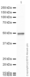 Western blot - Recombinant Human SAHH protein (His tag N-Terminus) (AB99326)