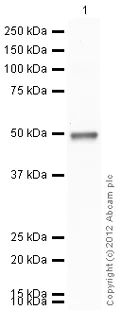 Western blot - Recombinant Human SAHH protein (His tag N-Terminus) (AB99326)