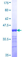 SDS-PAGE - Recombinant Human Sall4 protein (GST tag N-Terminus) (AB153444)