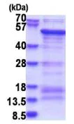 SDS-PAGE - Recombinant Human SAMSN1 protein (His tag N-Terminus) (AB181918)