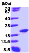 SDS-PAGE - Recombinant Human SAP18 protein (AB86702)