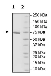 SDS-PAGE - Recombinant Human SARM protein (DDDDK tag N-Terminus) (AB271737)