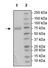 Western blot - Recombinant Human SARM protein (DDDDK tag N-Terminus) (AB271737)