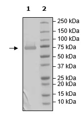 Western blot - Recombinant Human SARM protein (DDDDK tag N-Terminus) (AB271737)