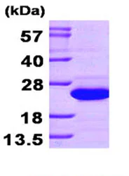 SDS-PAGE - Recombinant Human SAT1 protein (AB87666)