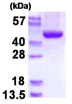 SDS-PAGE - Recombinant Human SBCAD protein (AB130042)