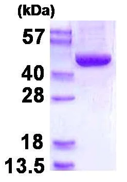 SDS-PAGE - Recombinant Human SBCAD protein (His tag N-Terminus) (AB130042)