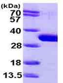 SDS-PAGE - Recombinant Human SBDS protein (AB99957)