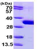 SDS-PAGE - Recombinant Human SBDS protein (His tag N-Terminus) (AB99957)