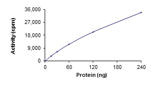 Functional Studies - Recombinant human SBK1 protein (AB204137)