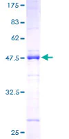 SDS-PAGE - Recombinant Human SC35 protein (GST tag N-Terminus) (AB152674)