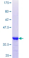 SDS-PAGE - Recombinant Human SCEL protein (GST tag N-Terminus) (AB160194)