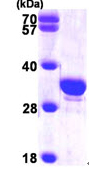SDS-PAGE - Recombinant Human SCGN/Secretagogin protein (His tag N-Terminus) (AB99417)