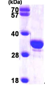 SDS-PAGE - Recombinant Human SCGN/Secretagogin protein (His tag N-Terminus) (AB99417)