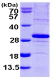 SDS-PAGE - Recombinant Human SCO2 protein (His tag N-Terminus) (AB103492)