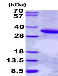 SDS-PAGE - Recombinant Human Scramblase 1 protein (AB136366)