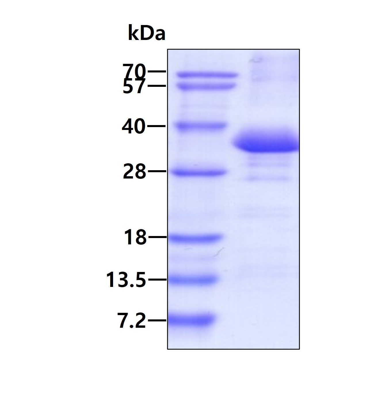 SDS-PAGE - Recombinant Human Scramblase 1 protein (His tag N-Terminus) (AB136366)
