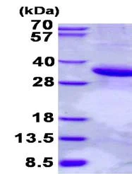 SDS-PAGE - Recombinant Human Scramblase 1 protein (His tag N-Terminus) (AB136366)
