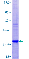 Recombinant Human SCRG1 protein