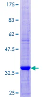 SDS-PAGE - Recombinant Human SCRG1 protein (GST tag N-Terminus) (AB161421)