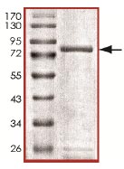 SDS-PAGE - Recombinant Human SCYL1 protein (AB135221)