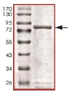 SDS-PAGE - Recombinant Human SCYL1 protein (AB135221)