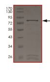 SDS-PAGE - Recombinant Human SCYL2 protein (AB204157)