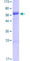 SDS-PAGE - Recombinant Human SDF4 protein (GST tag N-Terminus) (AB162434)