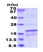 SDS-PAGE - Recombinant Human SDHAF1 protein (AB187429), expandable thumbnail