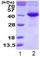 SDS-PAGE - Recombinant Human SDSL protein (AB113400)