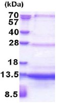SDS-PAGE - Recombinant Human SEC61B protein - BSA and Azide free (His tag N-Terminus) (AB174411)