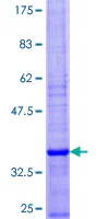 SDS-PAGE - Recombinant Human SEC61B protein (GST tag N-Terminus) (AB161213)