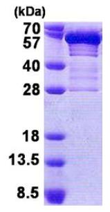 SDS-PAGE - Recombinant Human Secretogranin 3 protein (His tag N-Terminus) (AB167866)