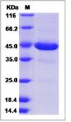 SDS-PAGE - Recombinant Human Secretory lectin ZG16 protein (Fc Chimera) (AB276544)