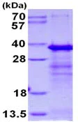 SDS-PAGE - Recombinant Human SEI-1 protein (His tag N-Terminus) (AB130022)