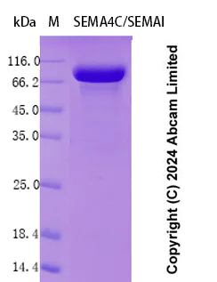 Recombinant Human SEMA4C/SEMAI Protein Standard (ab323136) | Abcam