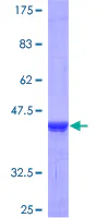 SDS-PAGE - Recombinant Human SEMA4G protein (GST tag N-Terminus) (AB163637)