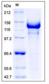 SDS-PAGE - Recombinant Human SEMA5A protein (His tag) (AB276380)